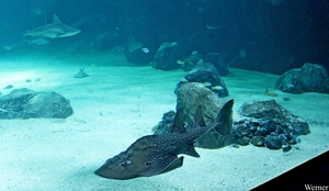 IMG_3669-12d_2025-09-18-do_vvk-Mech_2caps_Nausicaá_tuningvis