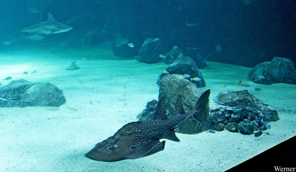 IMG_3669-12d_2025-09-18-do_vvk-Mech_2caps_Nausicaá_tuningvis