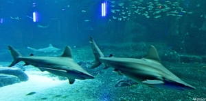 IMG_3675-12d_2025-09-18-do_vvk-Mech_2caps_Nausicaá_haai