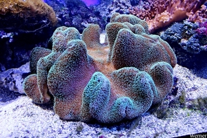 IMG_3680-12d_2025-09-18-do_vvk-Mech_2caps_Nausicaá_tapijt-anemoo