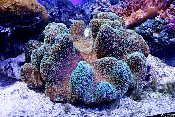 IMG_3680-12d_2025-09-18-do_vvk-Mech_2caps_Nausicaá_tapijt-anemoo