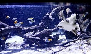 IMG_3683-12d_2025-09-18-do_vvk-Mech_2caps_Nausicaá_schildpad