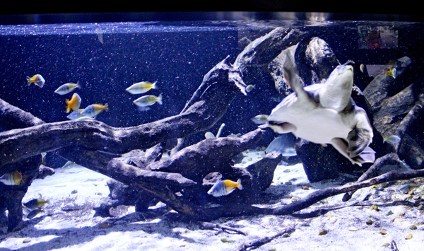 IMG_3683-12d_2025-09-18-do_vvk-Mech_2caps_Nausicaá_schildpad