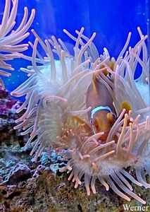 20250918_140335-S25_2025-09-18-do_vvk-Mech_2caps_Nausicaá_anemoo