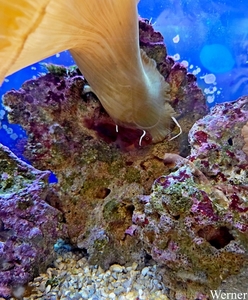 20250918_140343-S25_2025-09-18-do_vvk-Mech_2caps_Nausicaá_anemoo