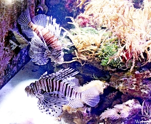 IMG_3685-12d_2025-09-18-do_vvk-Mech_2caps_Nausicaá_rode-koraaldu