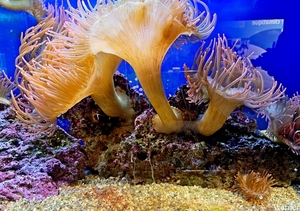 20250918_140355-S25_2025-09-18-do_vvk-Mech_2caps_Nausicaá_zeeane