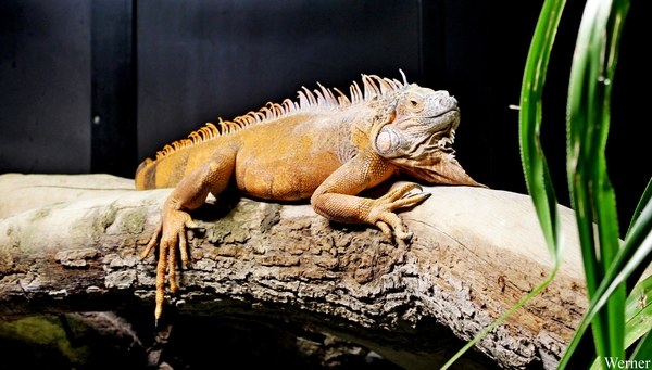 IMG_3689-12d_2025-09-18-do_vvk-Mech_2caps_Nausicaá_