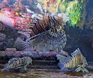 20250918_140541-S25_2025-09-18-do_vvk-Mech_2caps_Nausicaá_koraal