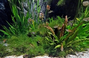 20250918_140709-S25_2025-09-18-do_vvk-Mech_2caps_Nausicaá_guppy_