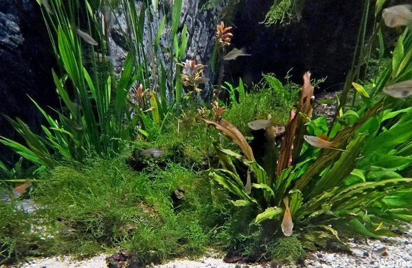 20250918_140709-S25_2025-09-18-do_vvk-Mech_2caps_Nausicaá_guppy_