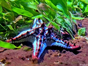 20250918_141020-S25_2025-09-18-do_vvk-Mech_2caps_Nausicaá_gehoor