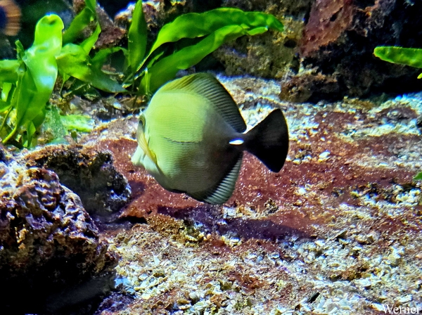 20250918_141029-S25_2025-09-18-do_vvk-Mech_2caps_Nausicaá_bruine