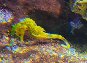 20250918_141142-S25_2025-09-18-do_vvk-Mech_2caps_Nausicaá_geel-z