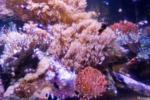 IMG_3703-12d_2025-09-18-do_vvk-Mech_2caps_Nausicaá_3banden-anemo