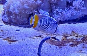 20250918_141406-S25_2025-09-18-do_vvk-Mech_2caps_Nausicaá_gevlek