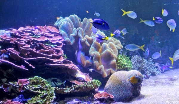 IMG_3705-12d_2025-09-18-do_vvk-Mech_2caps_Nausicaá_anemoon