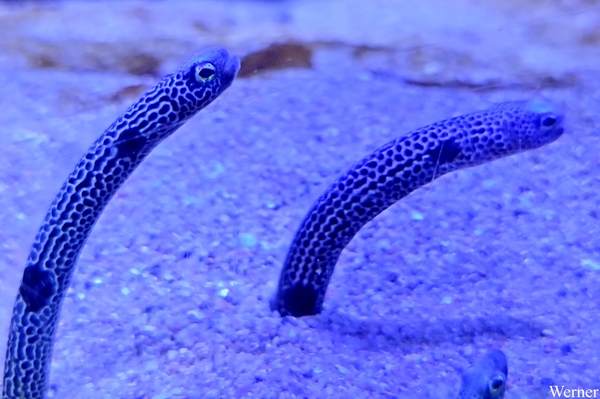 20250918_141458-S25_2025-09-18-do_vvk-Mech_2caps_Nausicaá_gevlek