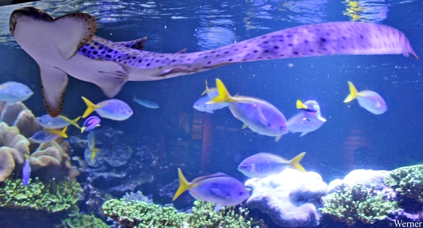 IMG_3707-12d_2025-09-18-do_vvk-Mech_2caps_Nausicaá_luipaard-haai