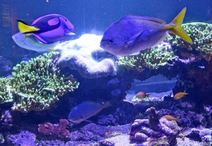 IMG_3708-12d_2025-09-18-do_vvk-Mech_2caps_Nausicaá_doktersvis_ge