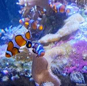 20250918_141536-S25_2025-09-18-do_vvk-Mech_2caps_Nausicaá_Nemo=3