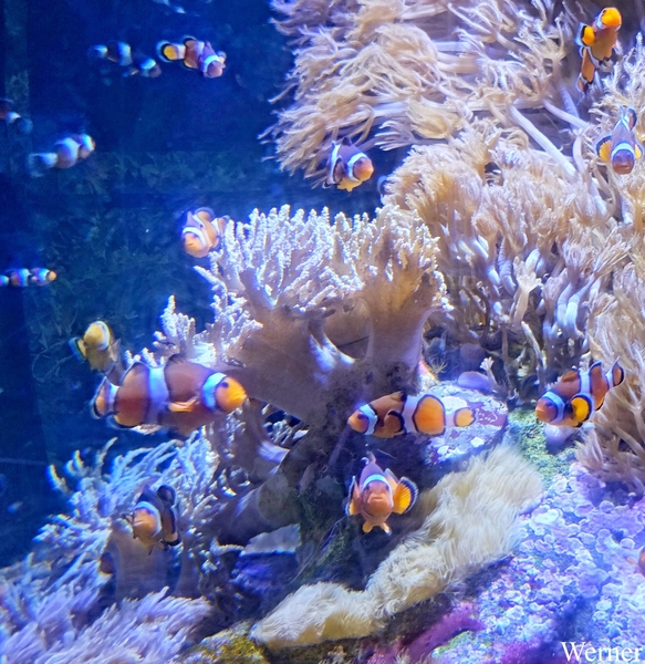 20250918_141547-S25_2025-09-18-do_vvk-Mech_2caps_Nausicaá_Nemo=3