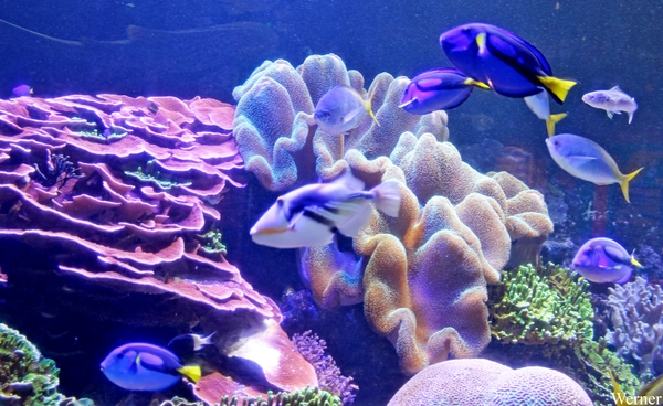 IMG_3711-12d_2025-09-18-do_vvk-Mech_2caps_Nausicaá_pinstripe-clo