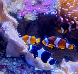 20250918_141641-S25_2025-09-18-do_vvk-Mech_2caps_Nausicaá_Nemo=3