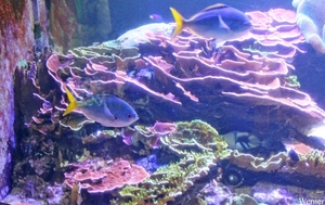 IMG_3715-12d_2025-09-18-do_vvk-Mech_2caps_Nausicaá_geelvin-dokte