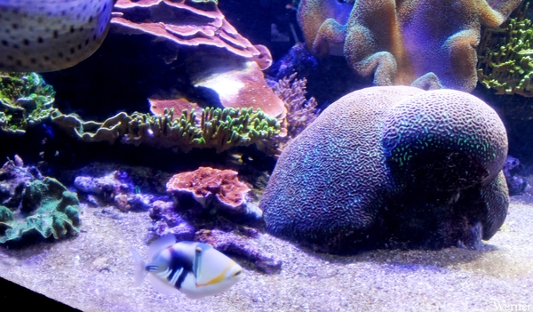 IMG_3717-12d_2025-09-18-do_vvk-Mech_2caps_Nausicaá_picassotrekke