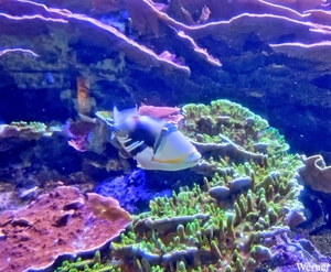 20250918_141844-S25_2025-09-18-do_vvk-Mech_2caps_Nausicaá_Picass