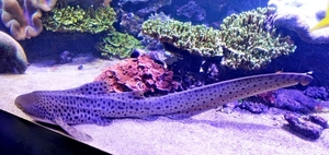 IMG_3719-12d_2025-09-18-do_vvk-Mech_2caps_Nausicaá_volwassen-lui