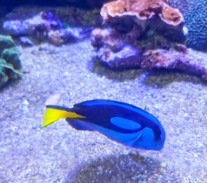 20250918_141930-S25_2025-09-18-do_vvk-Mech_2caps_Nausicaá_Dory=P