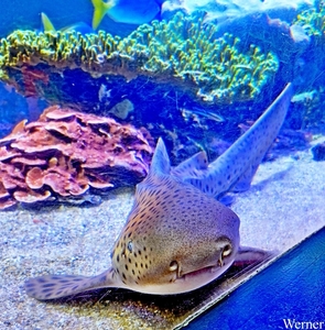 20250918_142058-S25_2025-09-18-do_vvk-Mech_2caps_Nausicaá_neusga