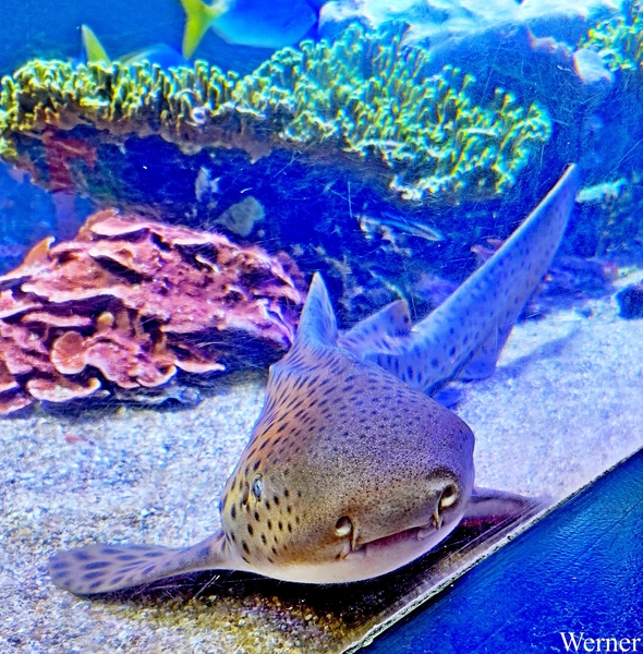 20250918_142058-S25_2025-09-18-do_vvk-Mech_2caps_Nausicaá_neusga