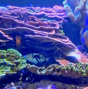 20250918_142111-S25_2025-09-18-do_vvk-Mech_2caps_Nausicaá_kverst