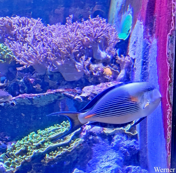 20250918_142127-S25_2025-09-18-do_vvk-Mech_2caps_Nausicaá_Sohal-