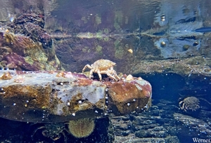 20250918_142434-S25_2025-09-18-do_vvk-Mech_2caps_Nausicaá_krabbe