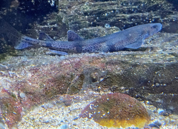 20250918_142456-S25_2025-09-18-do_vvk-Mech_2caps_Nausicaá_honds-