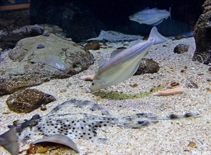 IMG_3728-12d_2025-09-18-do_vvk-Mech_2caps_Nausicaá_luipaard-rog-