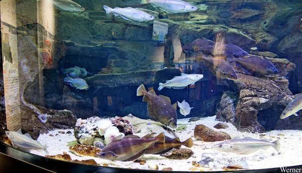 IMG_3730-12d_2025-09-18-do_vvk-Mech_2caps_Nausicaá_rond