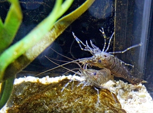 IMG_3733-12d_2025-09-18-do_vvk-Mech_2caps_Nausicaá_________gezaa