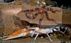 20250918_142729-S25_2025-09-18-do_vvk-Mech_2caps_Nausicaá_QQQ-kr