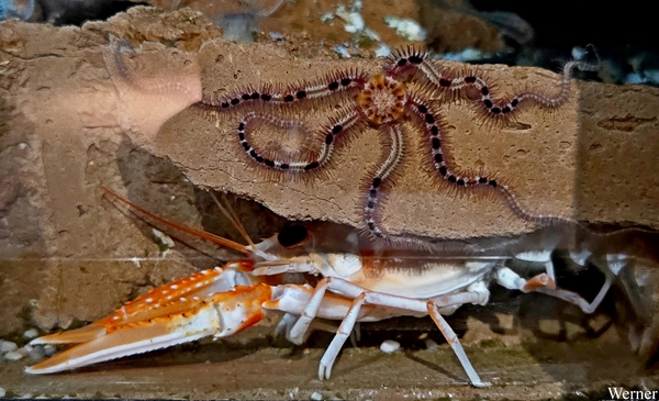 20250918_142729-S25_2025-09-18-do_vvk-Mech_2caps_Nausicaá_QQQ-kr