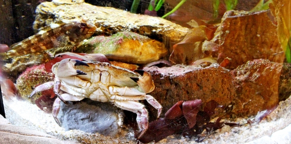 IMG_3737-12d_2025-09-18-do_vvk-Mech_2caps_Nausicaá_crab