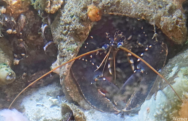 20250918_142916-S25_2025-09-18-do_vvk-Mech_2caps_Nausicaá____din