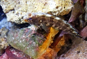 IMG_3740-12d_2025-09-18-do_vvk-Mech_2caps_Nausicaá_naakte-slijmv