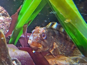 20250918_143254-S25_2025-09-18-do_vvk-Mech_2caps_Nausicaá_gehoor