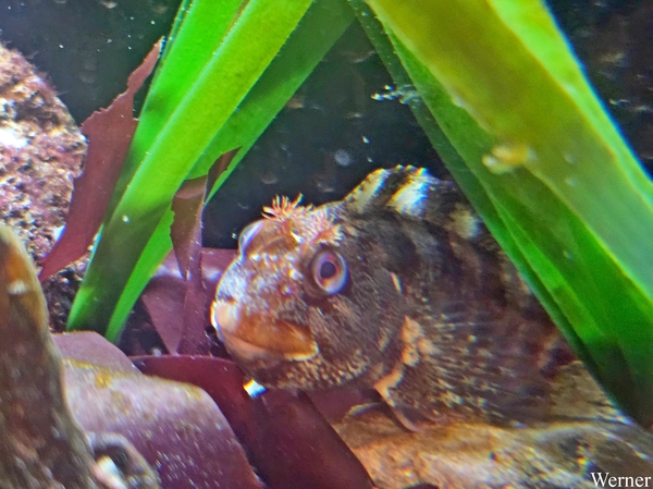 20250918_143254-S25_2025-09-18-do_vvk-Mech_2caps_Nausicaá_gehoor