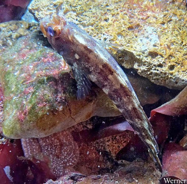 20250918_143314-S25_2025-09-18-do_vvk-Mech_2caps_Nausicaá_getree